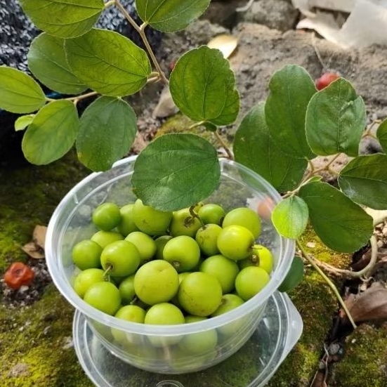 

BUAH BIDARA FRESH SUPER 5.000 / 15 biji