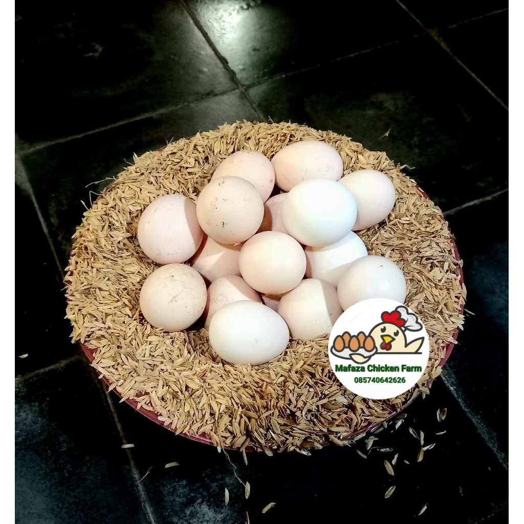

Telur ayam kampung Telur ayam Elba fertil