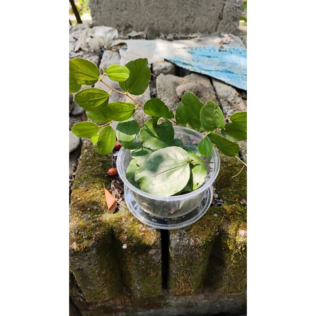 

DAUN BIDARA ARAB SEGAR 4.000 / 50 lembar