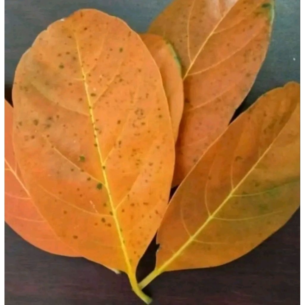 

Daun nangka yg sudah kuning 100 lembar