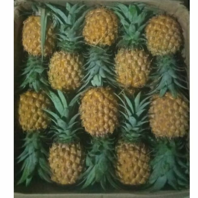 

Paket nanas madu jumbo 45 buah /Nanas madu kupas paling besar / tipe lolosan