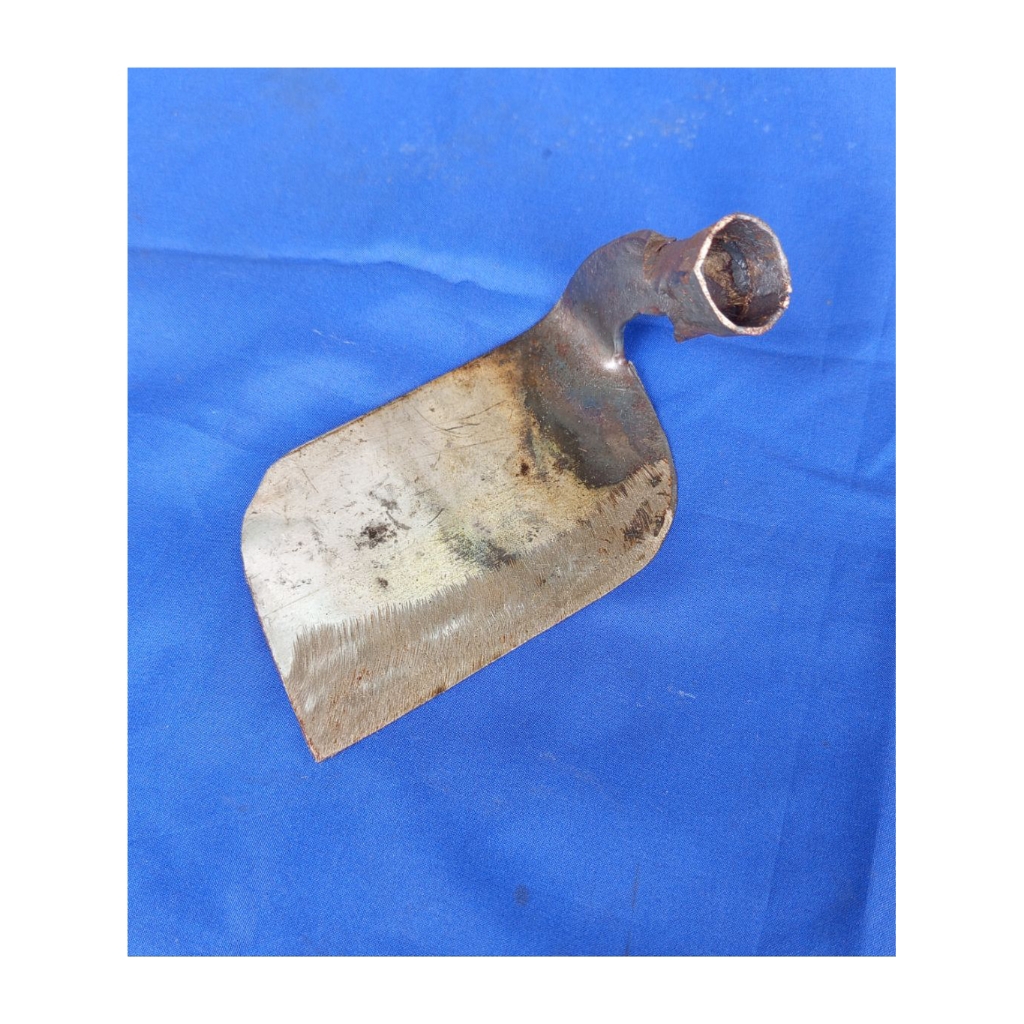 kored rumput tanaman cungkir rumput