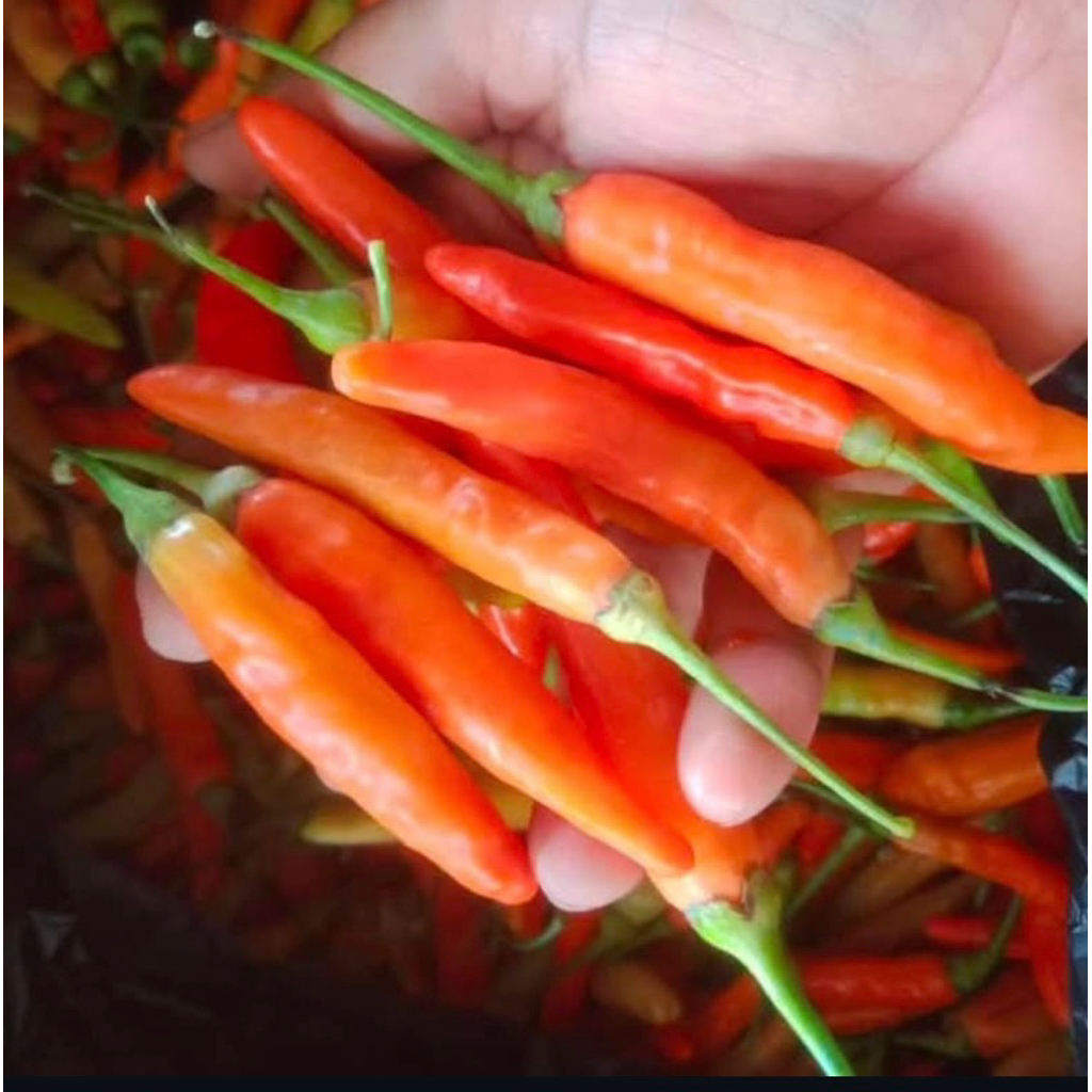 

Cabai rawit jenis asmoro