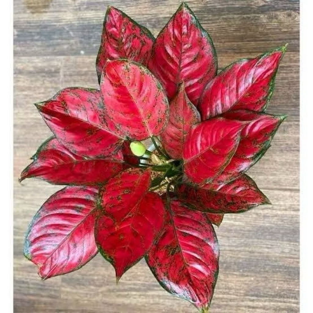Bigsale Promo Aglonema Red King Remaja