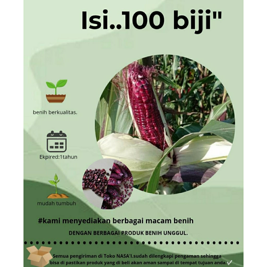 

100"biji jagung ketan ungu/hitam berkualitas