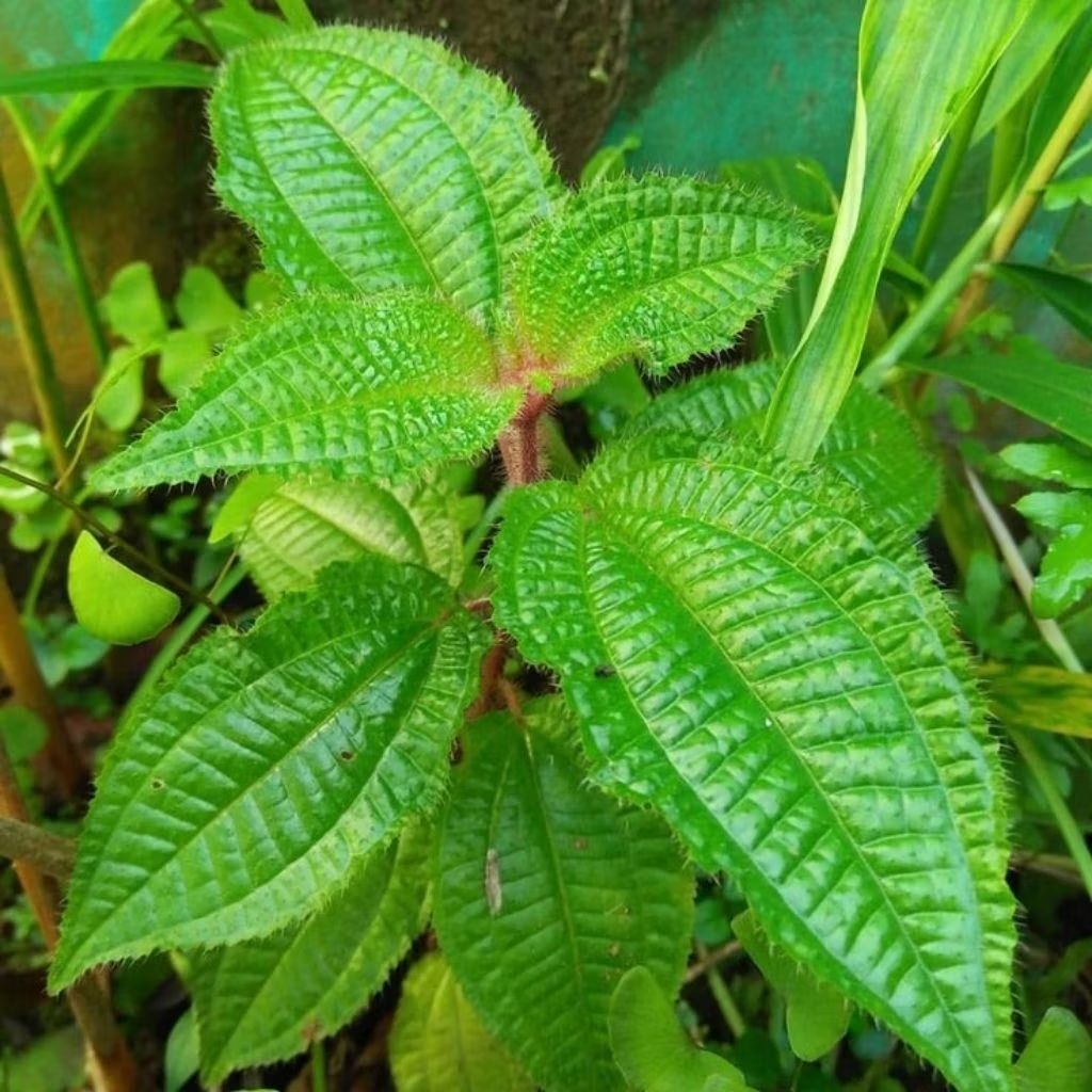 

obat herbal daun senggani bulu siap pakai per 50 lembar