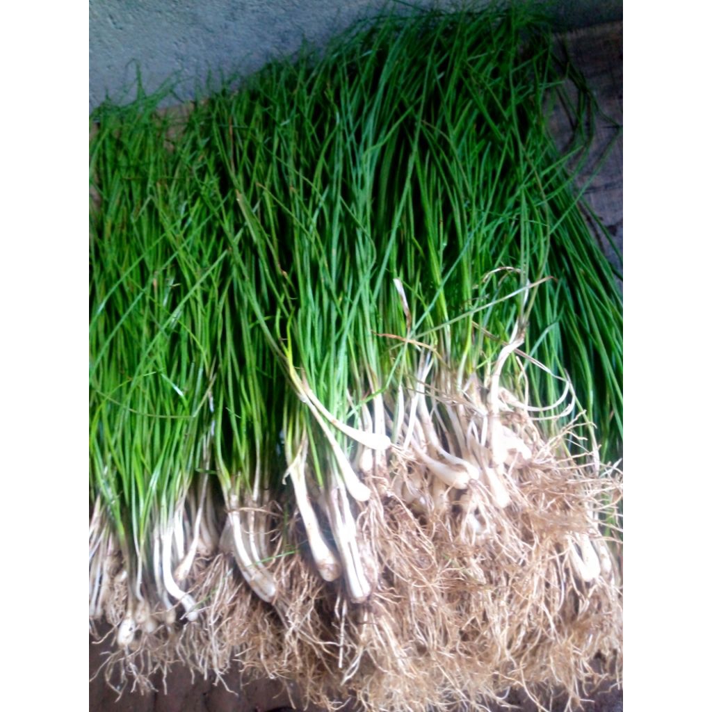 

Daun Kuncai 1kg Kucai Bawang Batak Bawang Lokio