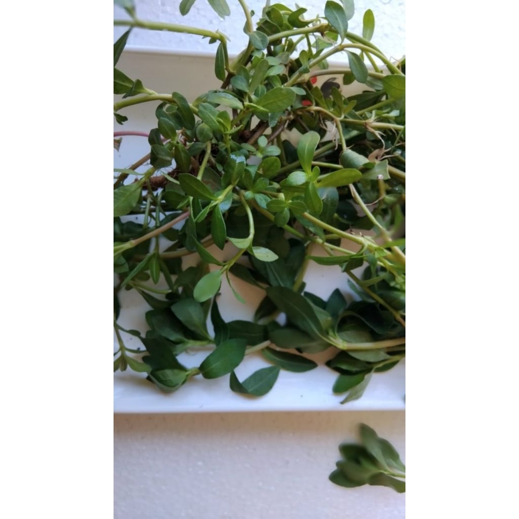 

Promo murah daun krema segar alami 150 gram