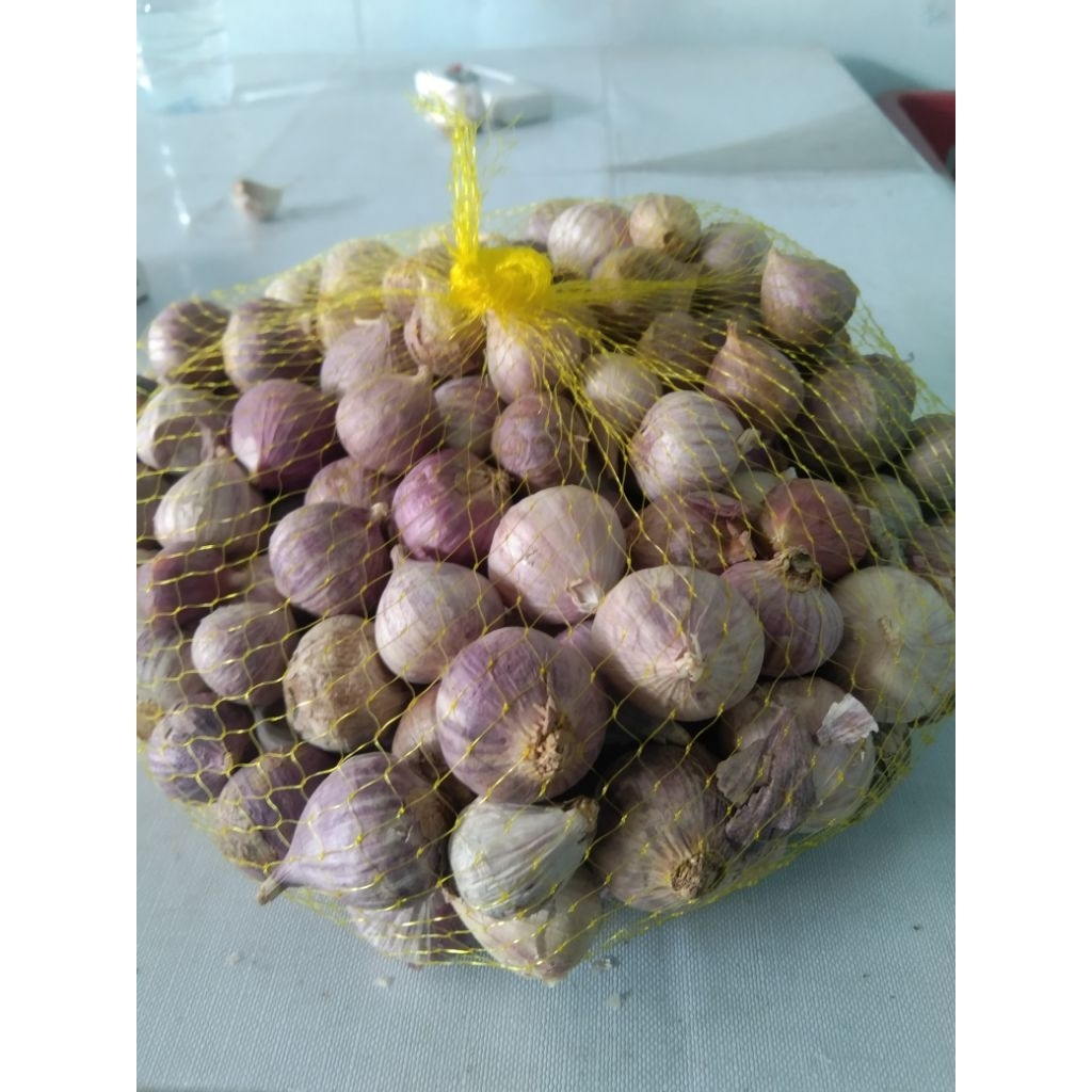 

Bawang lanang, bawang tunggal, herbal alami ukuran diameter 2-2,5 cm