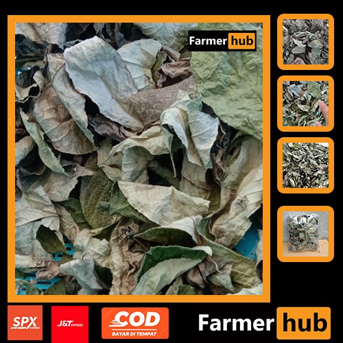 

Promo Daun keji Beling/Pecah Beling kering 500 gram herbal alami Farmer Hub