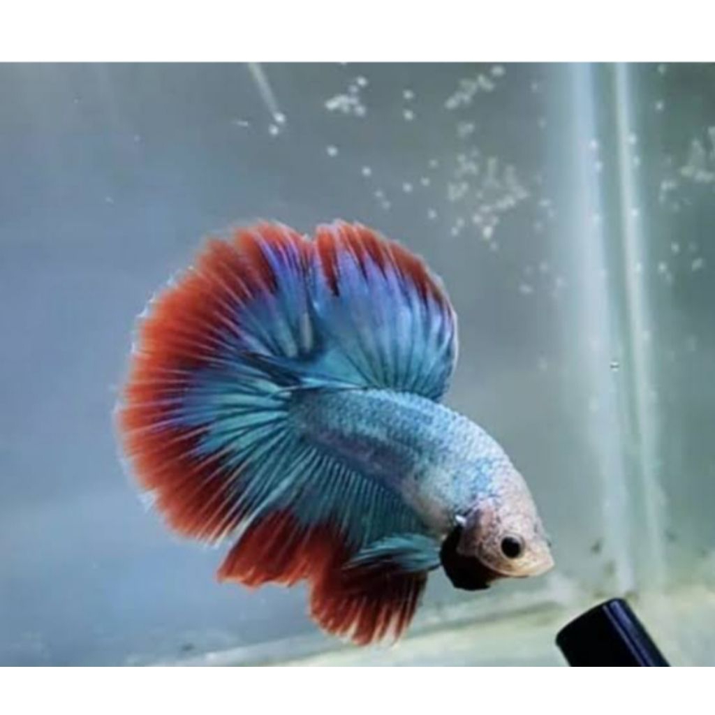 CUPANG HALFMOON ABU ABU RED