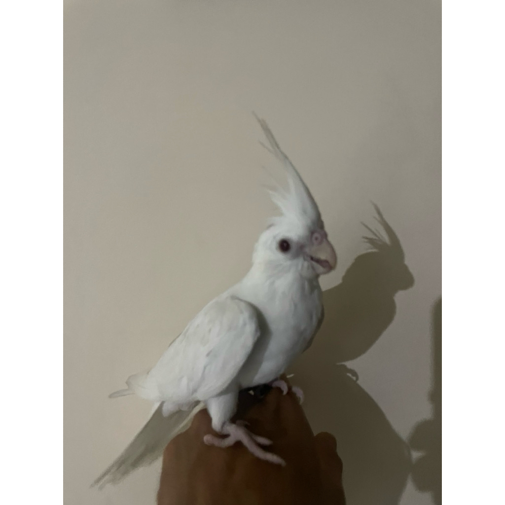 Burung Falk Parkit Australia white Face Lutino Albino mata merah