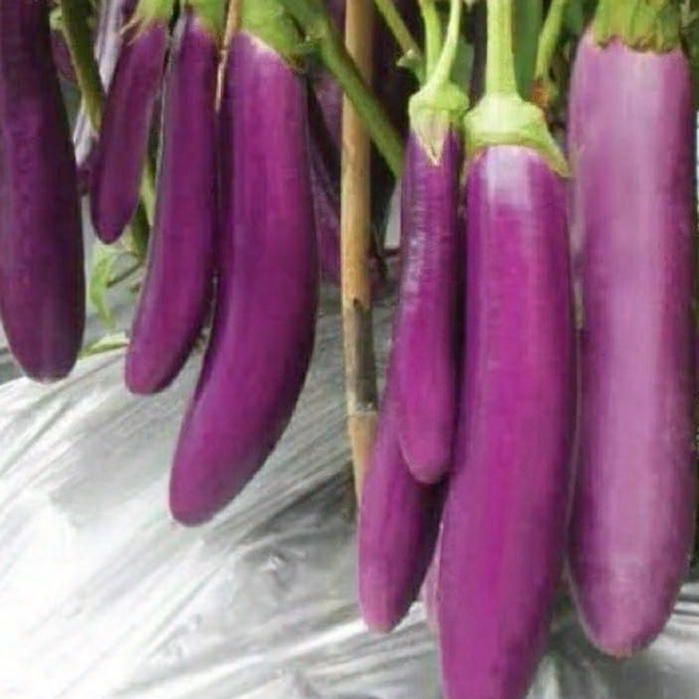 Benih Terong TOP UNGU F1 Bibit terong ungu panjang bibit sayur terong terong panjang jumbo