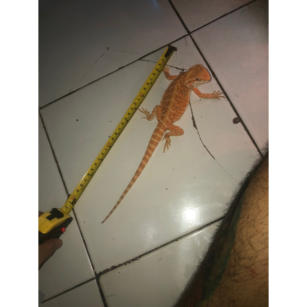 Bearded Dragon Hypo het bloodred trans Lb PH Zero SOLD