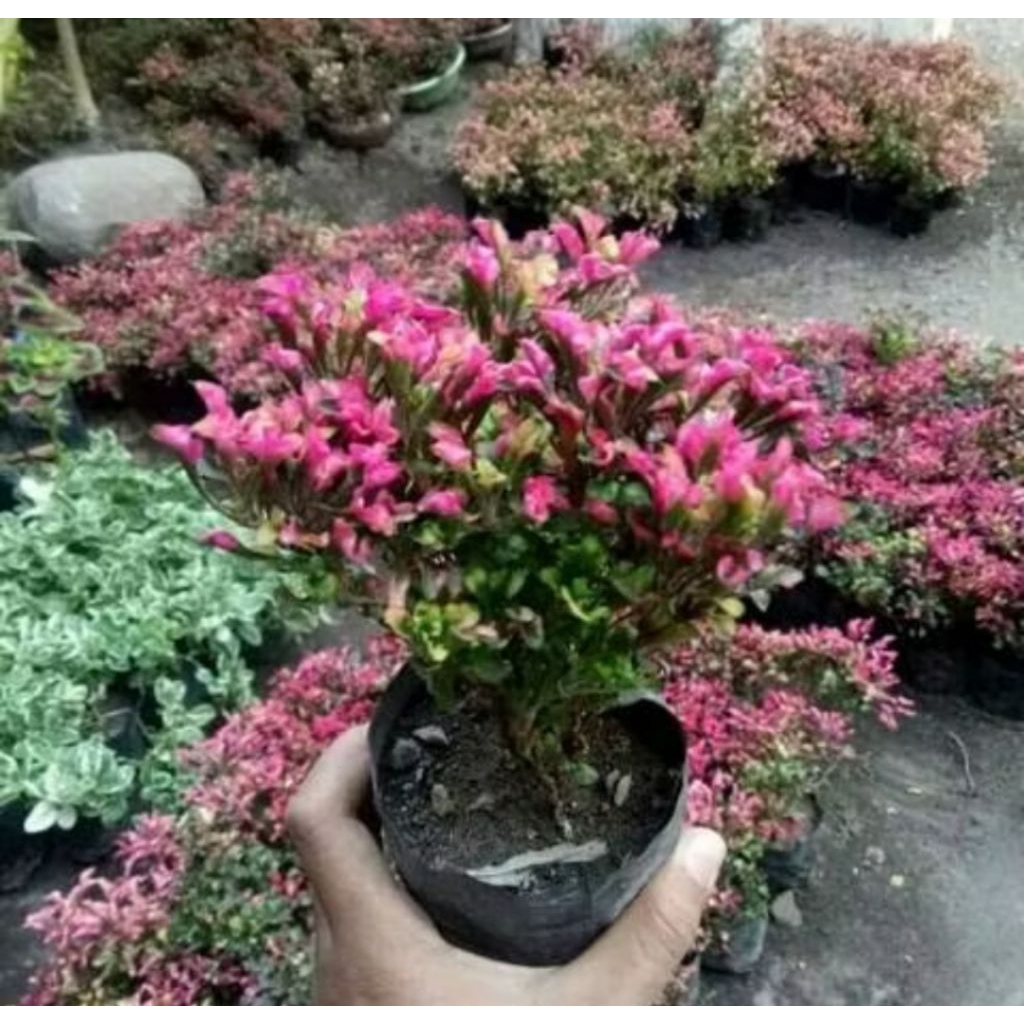 PROMO Krokot / Krokot Merah / Krokot Seladah