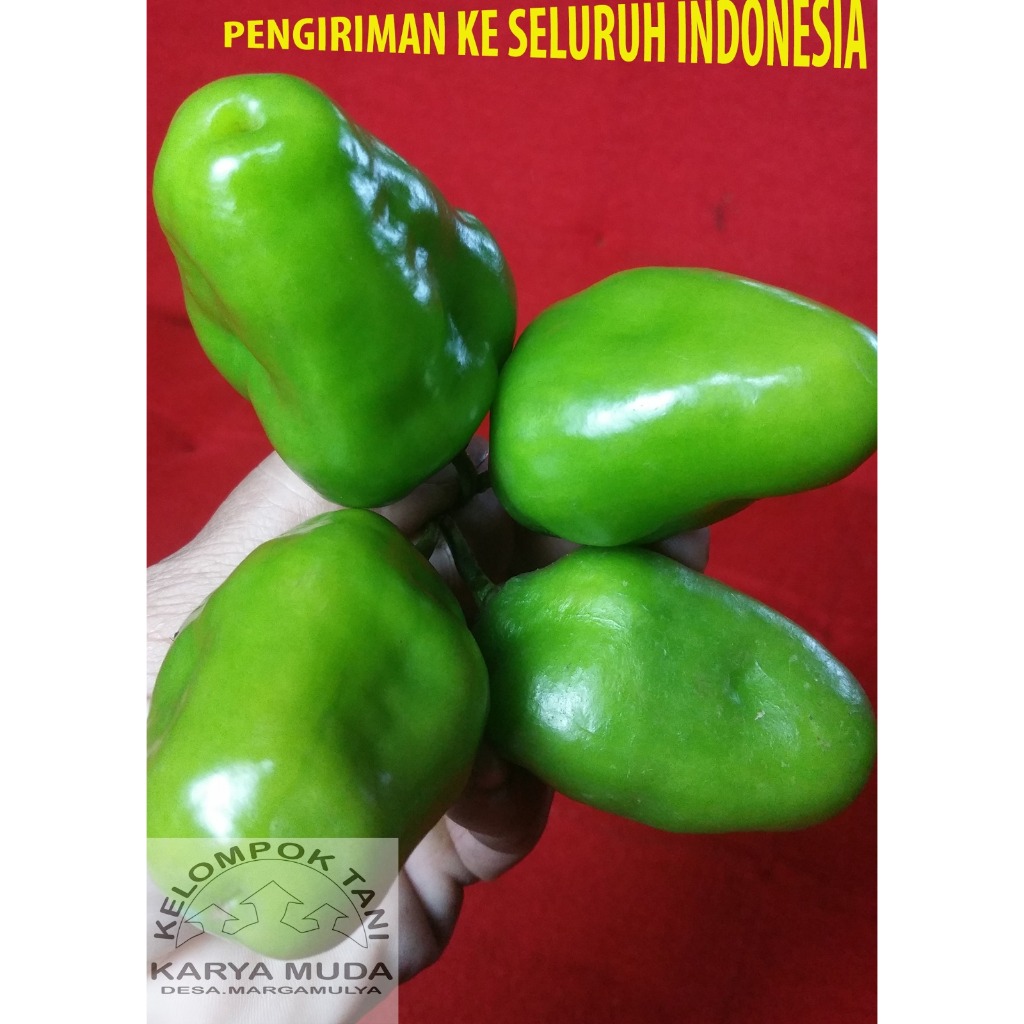 

CABE GENDOT 2KG FRESH / CABE BENDOT 2KG