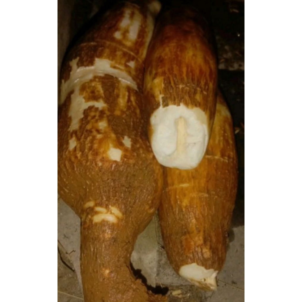 

singkong keju puleun 1kg