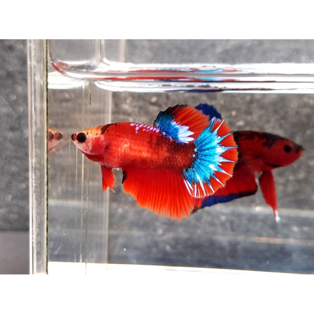 Hellboy Halfmoon Betina Top Grade