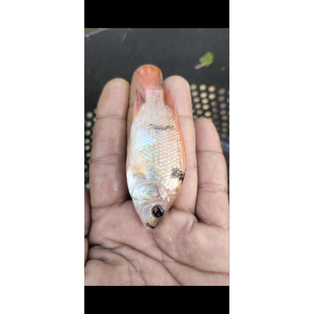 Bibit ikan nila merah 2jari