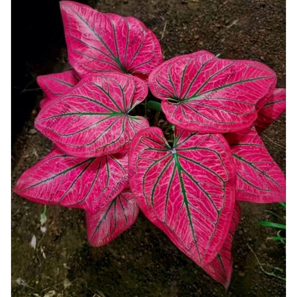 Tanaman Hias Keladi Wayang Merah Bunga Hias Caladium Keladi Hias Wayang Merah Anakan BUKAN BONGGOL  