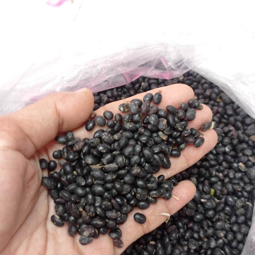 

Kedelai Hitam Grade A - Kedelai Hitam Super