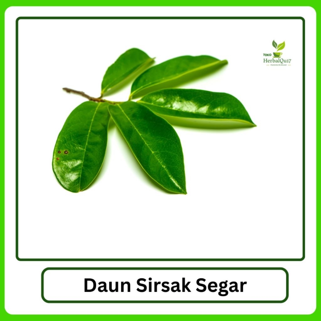 

Herbal daun sirsak segar membantu membasmi kangker harga perlembar