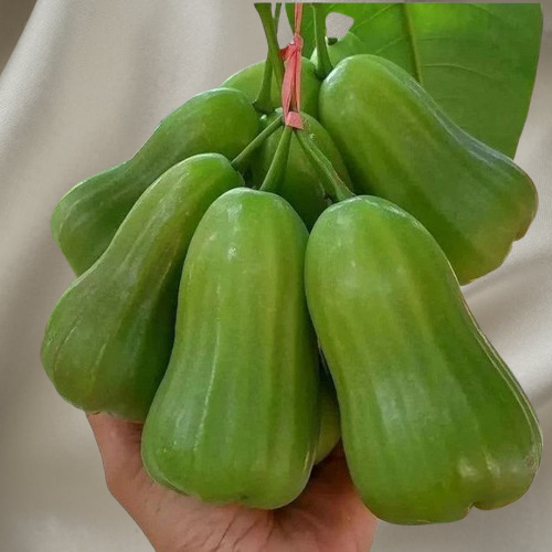 BIBIT JAMBU AIR GREEN GIANT OKULASI CANGKOK