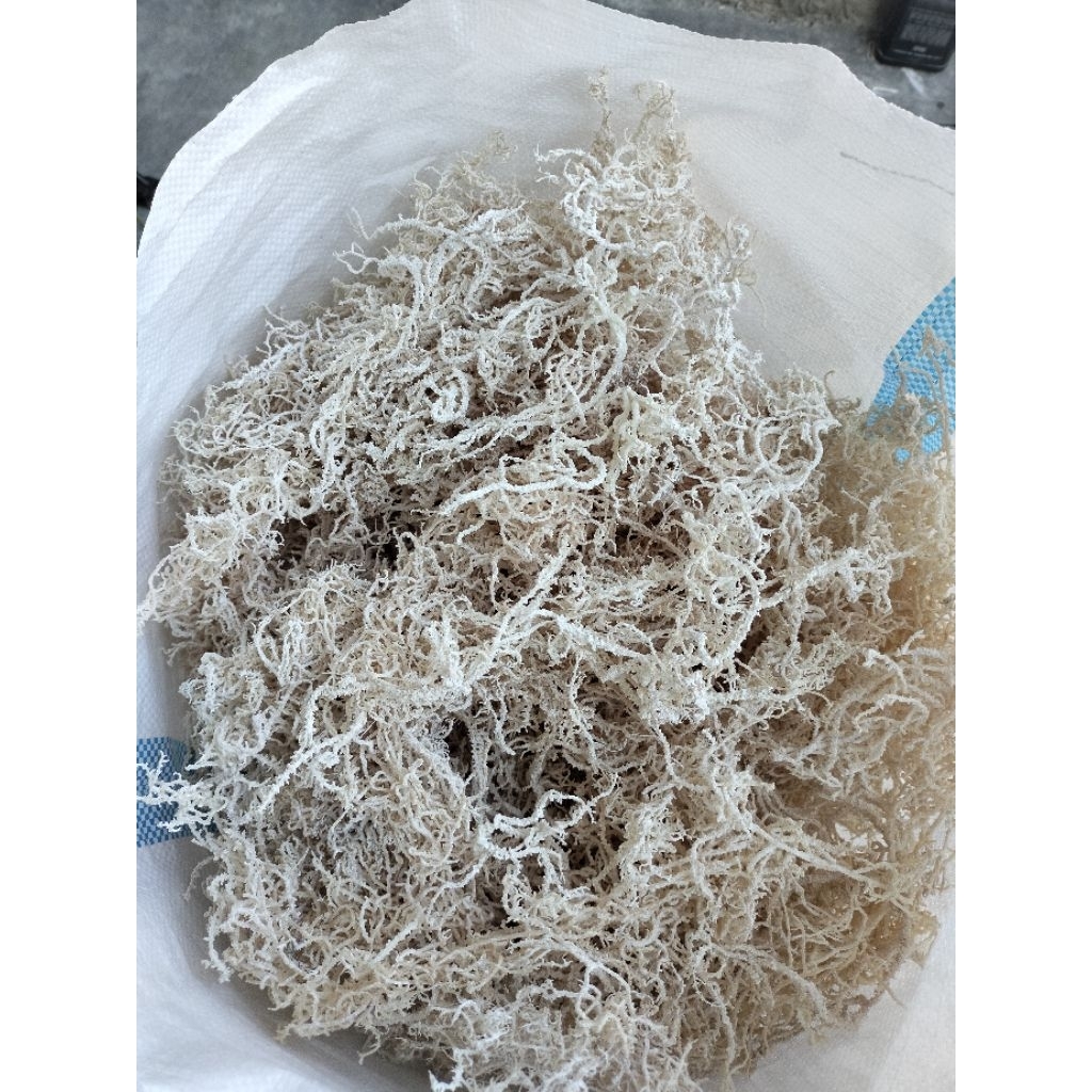 Rumput Laut Spinosum Kering Kawat 1Kg