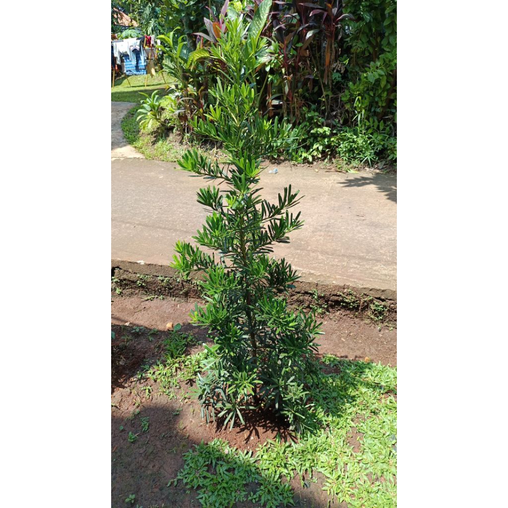 Lohansung Taiwan - pohon lohansung Taiwan