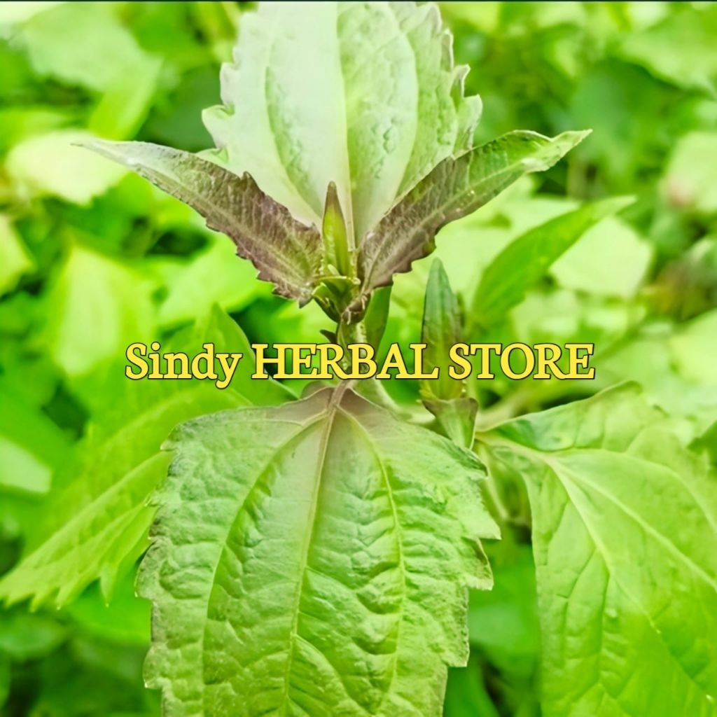 

Daun Kopasada Segar Kirinyuh Isi Per 1 Kg Alami Organik