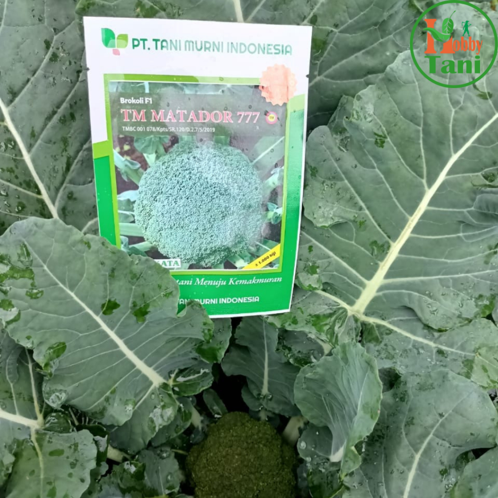 TM Matador 777 - ISI -+1000 Biji - Benih Brokoli F1 Unggul Hibrida (Bisa COD) - ORIGINAL Tani Murni