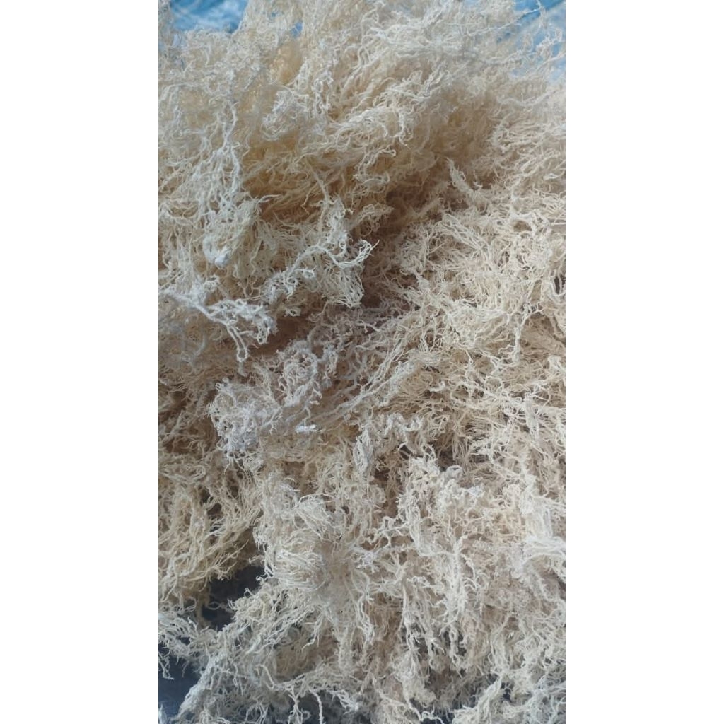 

Rumput Laut Spinosum 1KG Kering 100%