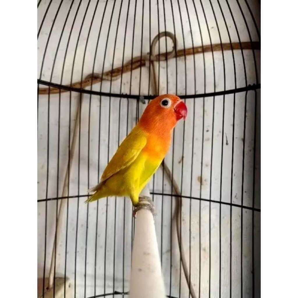 Lovebird paskun pilihan