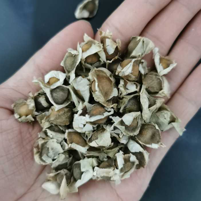 

Biji bibit kelor 500gr 100gr kualitas ekspor export quality moringa seed 500 100 gr g 500g 100g