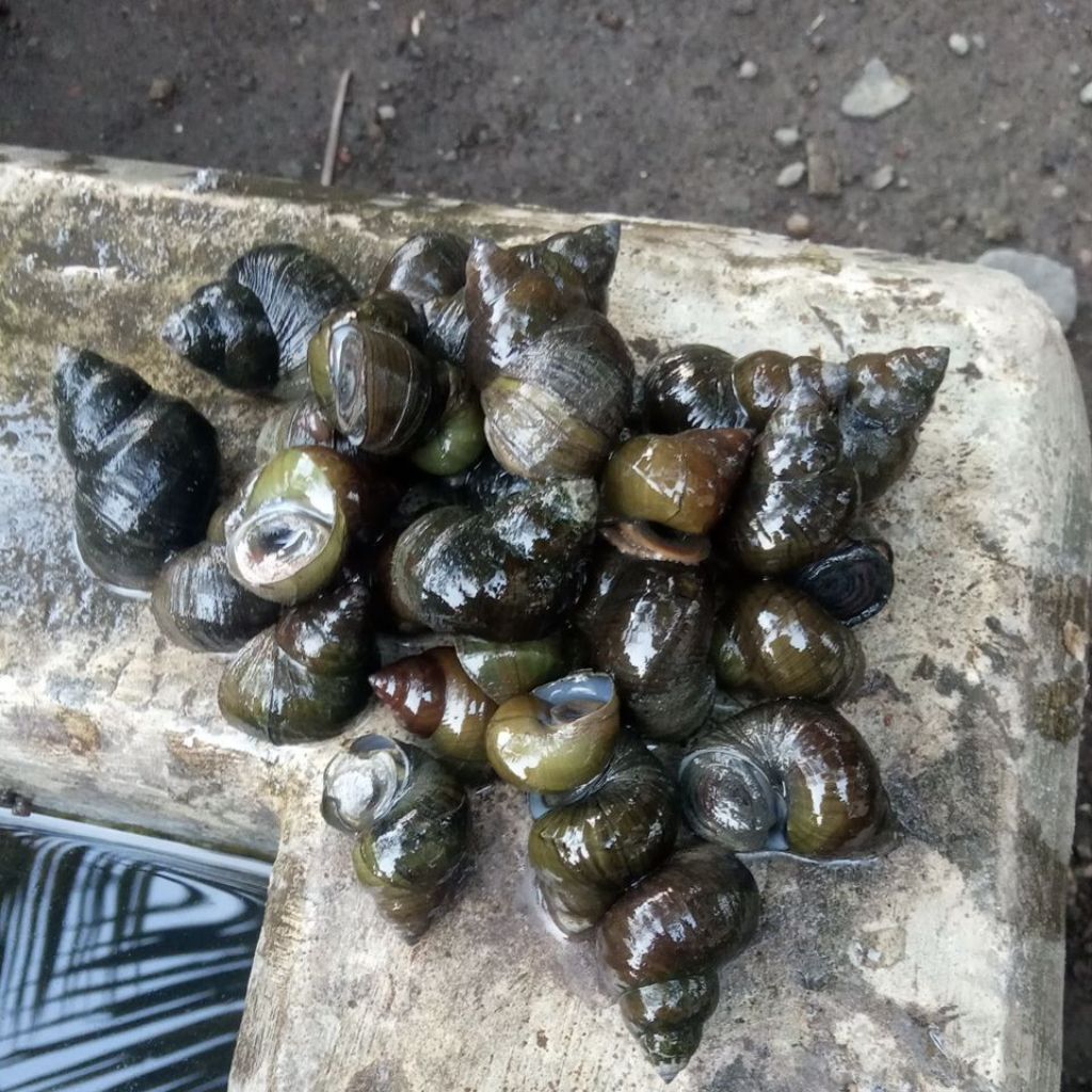 

Tutut sawah 1kg dikirim dalam kondisi hidup