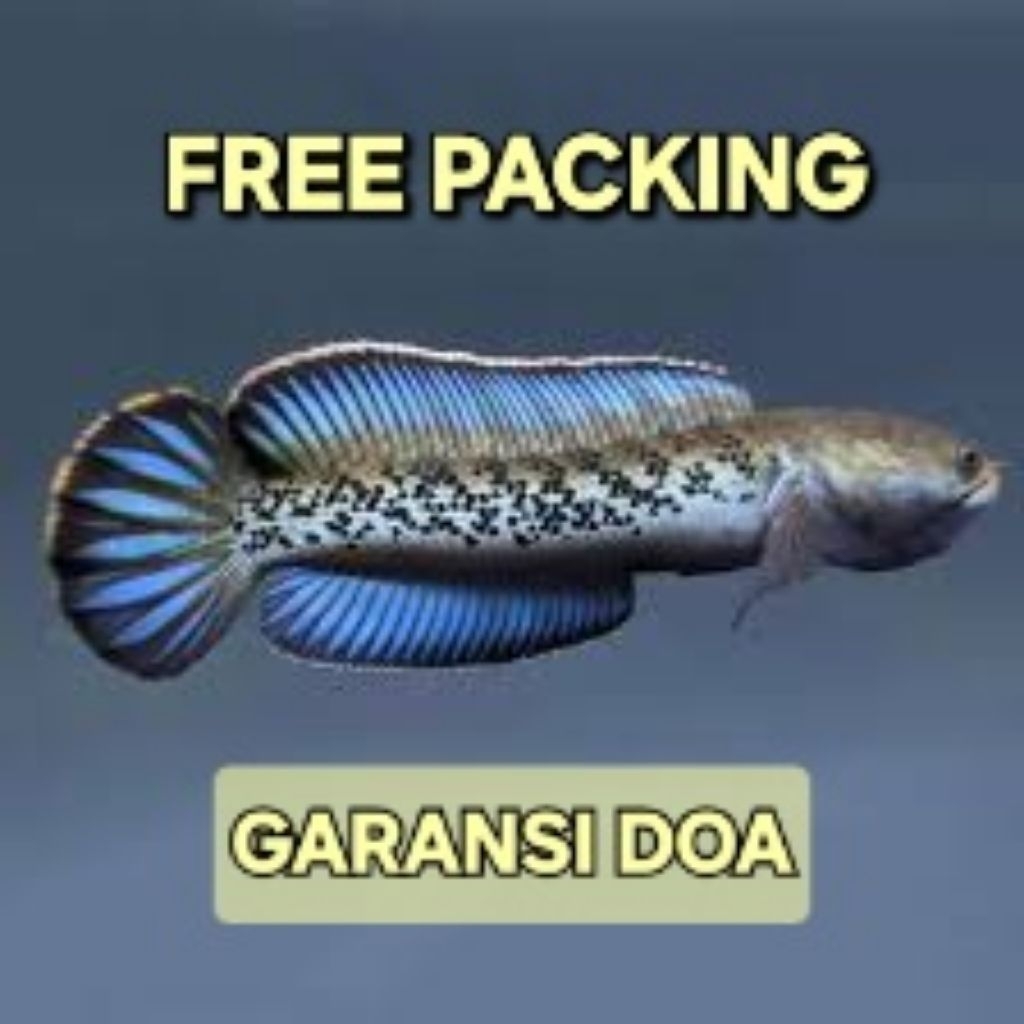 Stewarti Arunachal berkualitas dan garansi ORI mantap