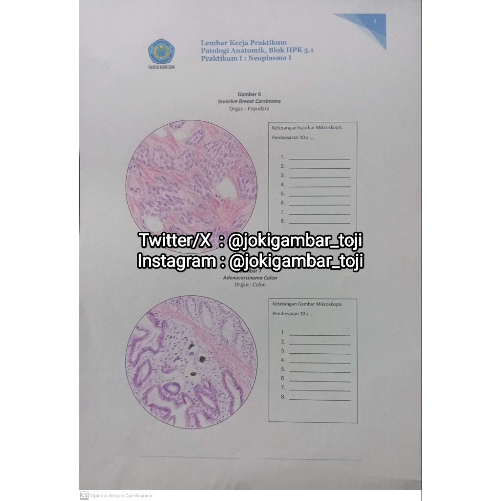 JASA GAMBAR HISTOLOGI BERWARNA | GAMBAR HISTOLOGI PREPARAT | JASA GAMBAR SEKOLAH | JASA GAMBAR KULIA