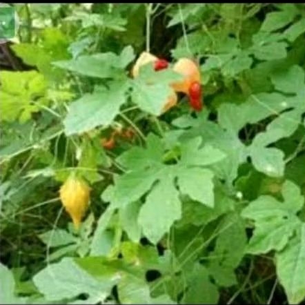 

promo daun herbal pare hutan, diproses saat order masuk dijamin fresh per 200 gram