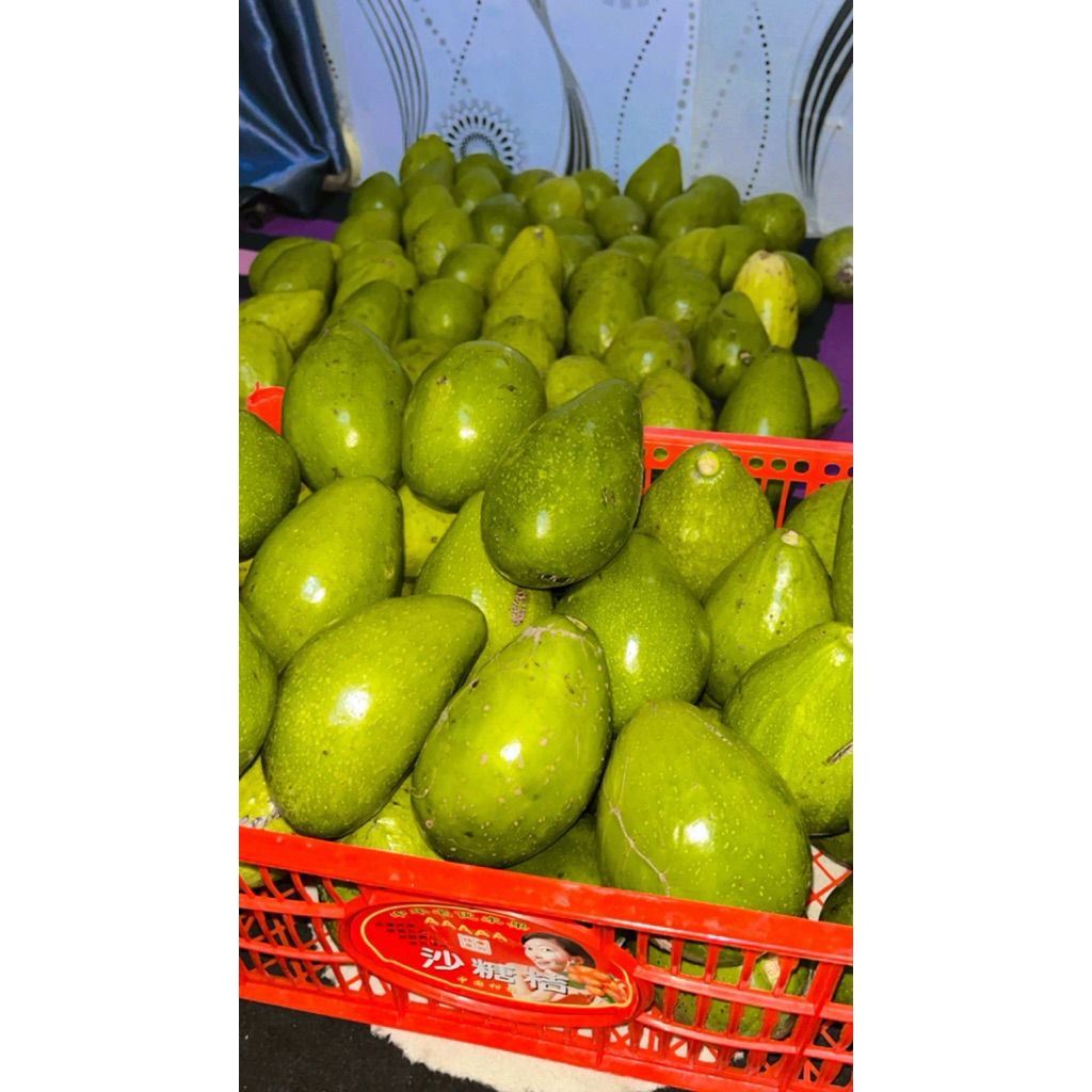 

Alpukat Mentega Batusangkar (Sumbar) Ukuran Sedang