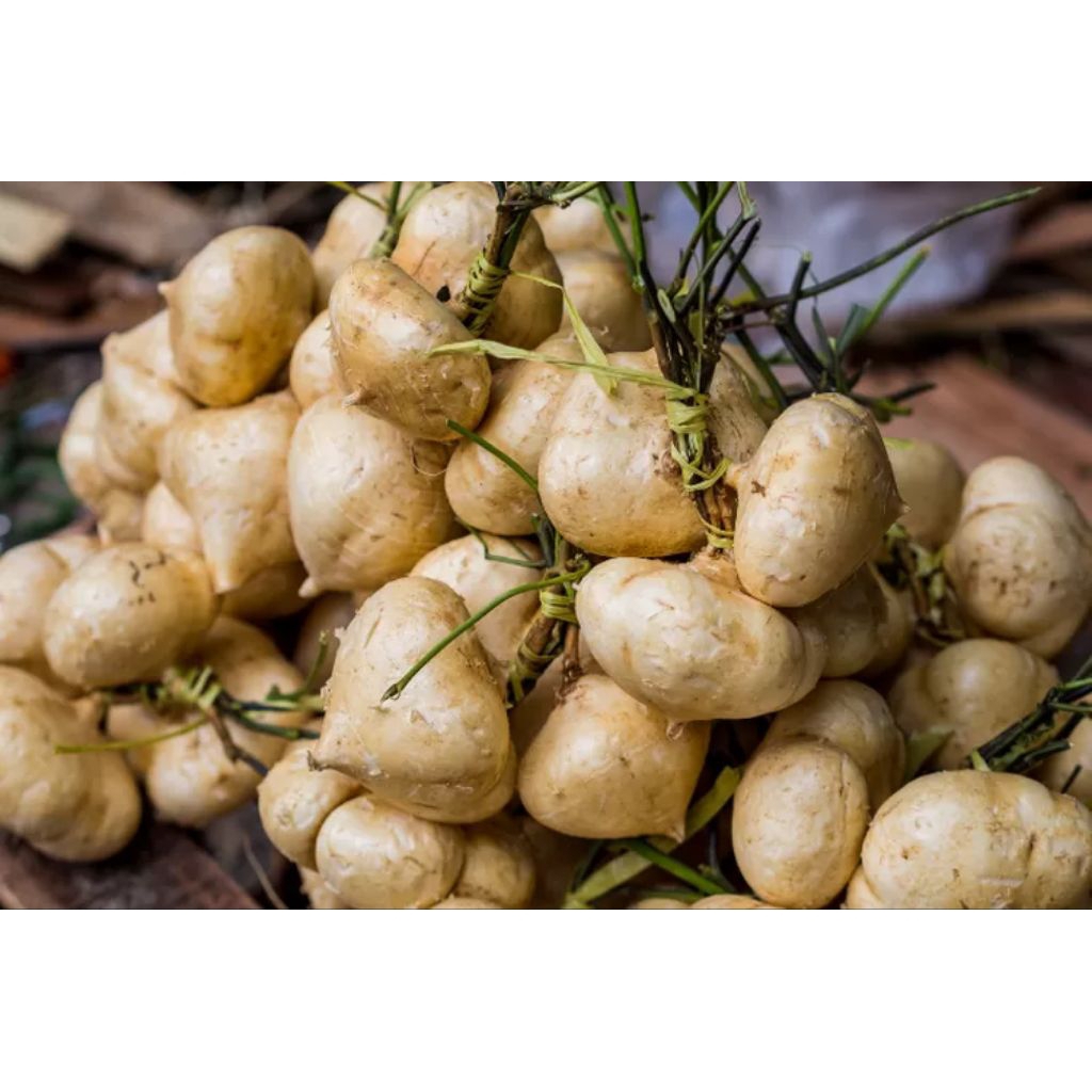 

bengkoang / besusu / bengkoang prembun / bengkoang 1kg