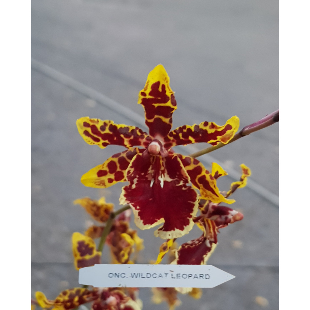 Anggrek Oncidium Wildcat Leopard