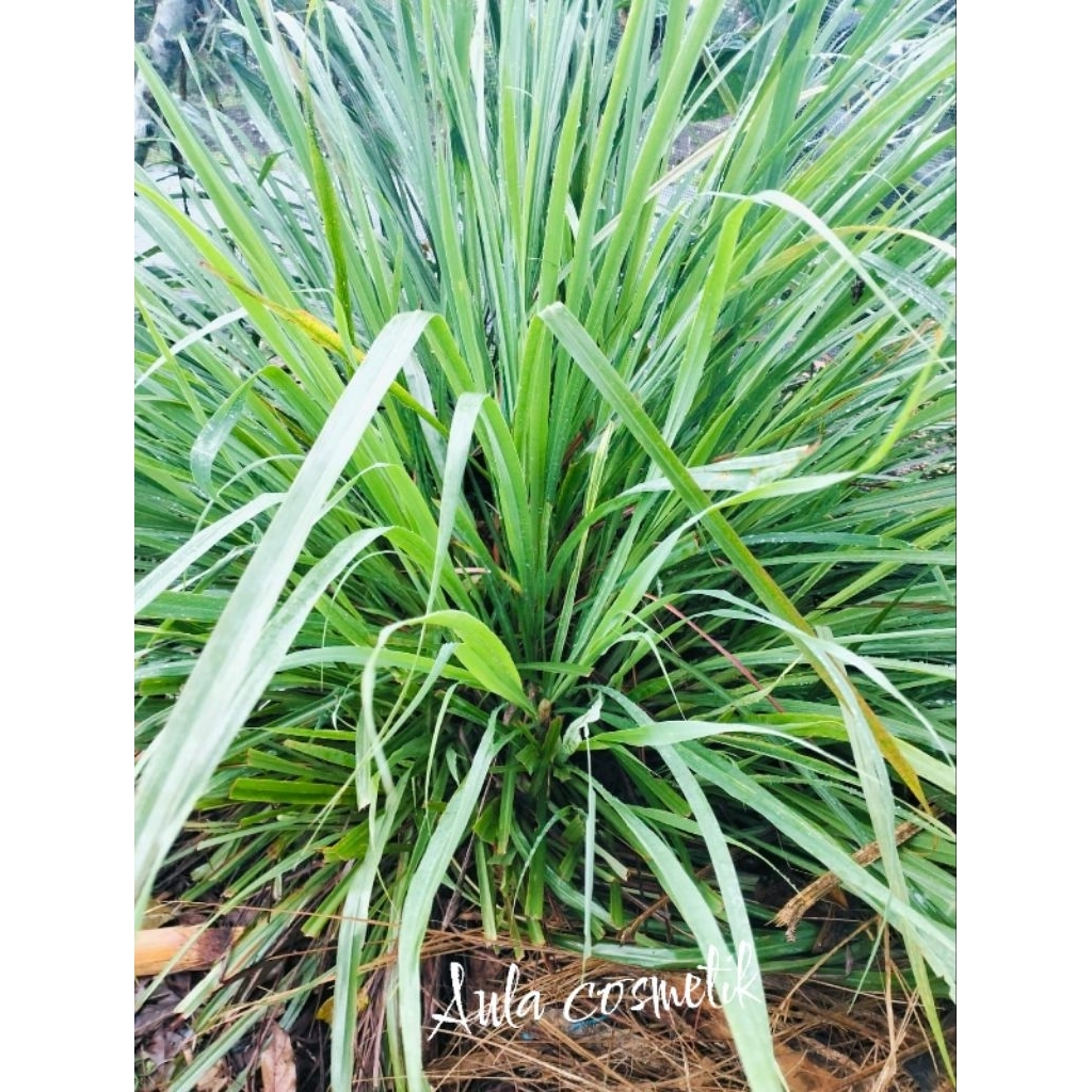 

sereh segar siap petik/batang sereh 1/2 kg.