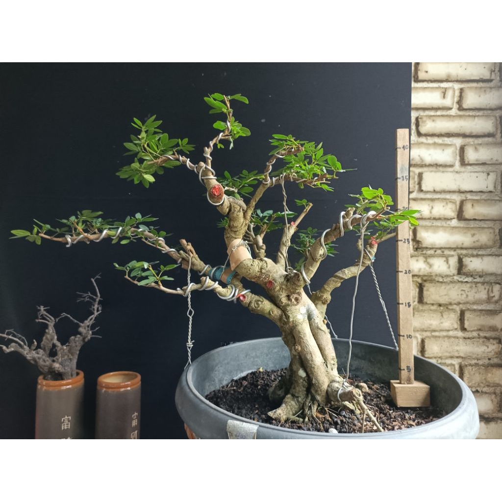 Bonsai Kaliandra prospek