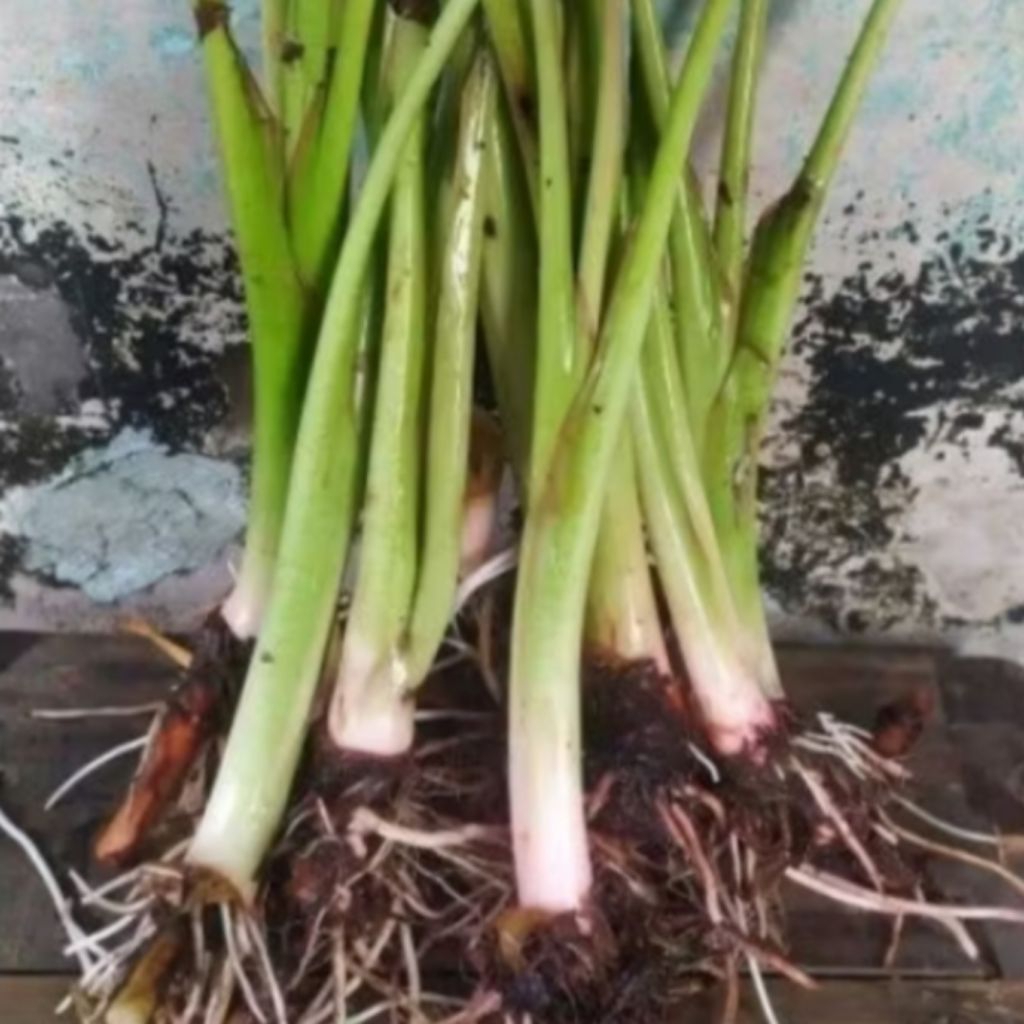 Bibit Talas Sayur / Lompong Sayur