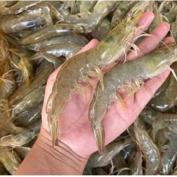 Udang Laut Segar Vaname Fresh/ udang vaname segar