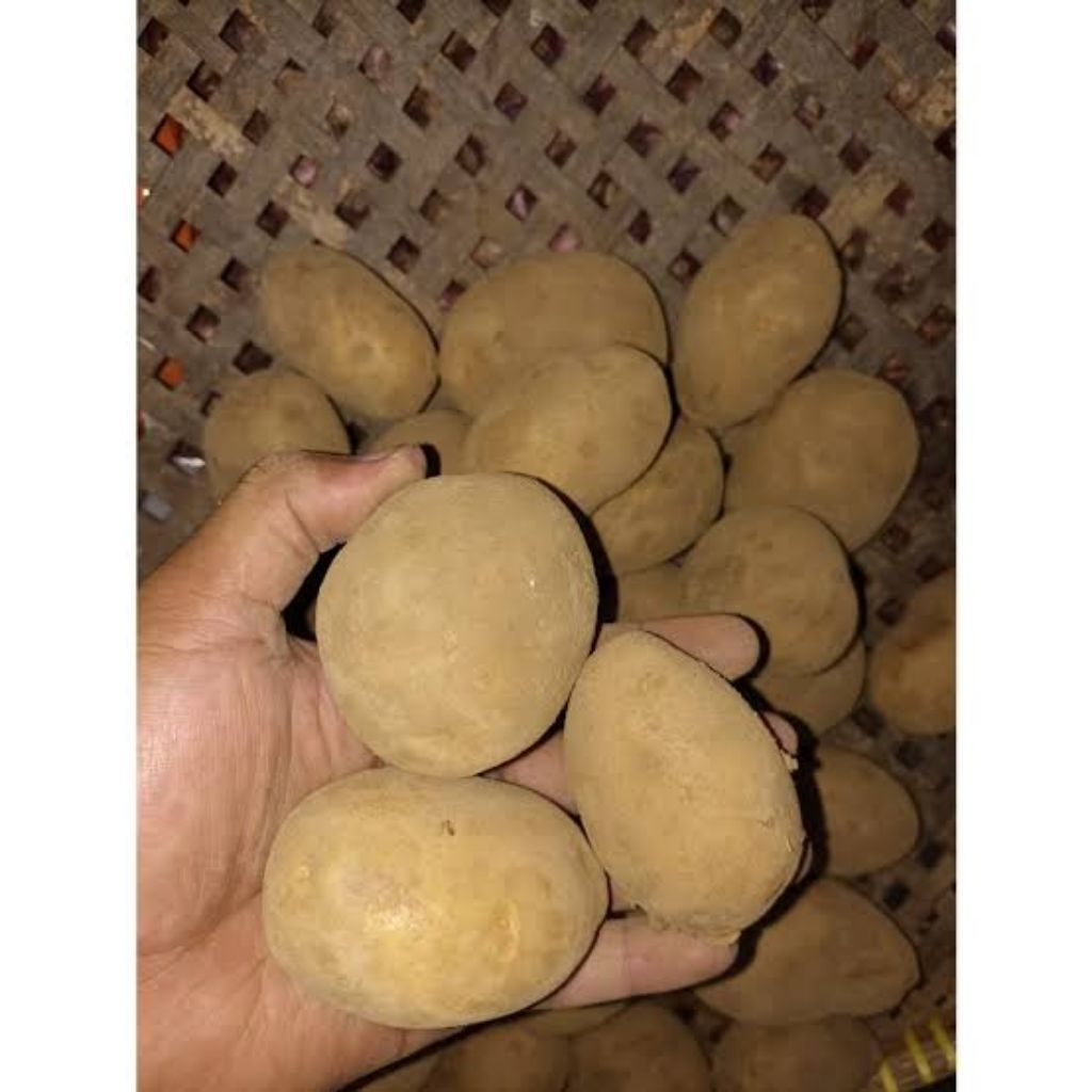 

Kentang Dieng Ukuran sedang biasa 1kg isi 30-35 biji