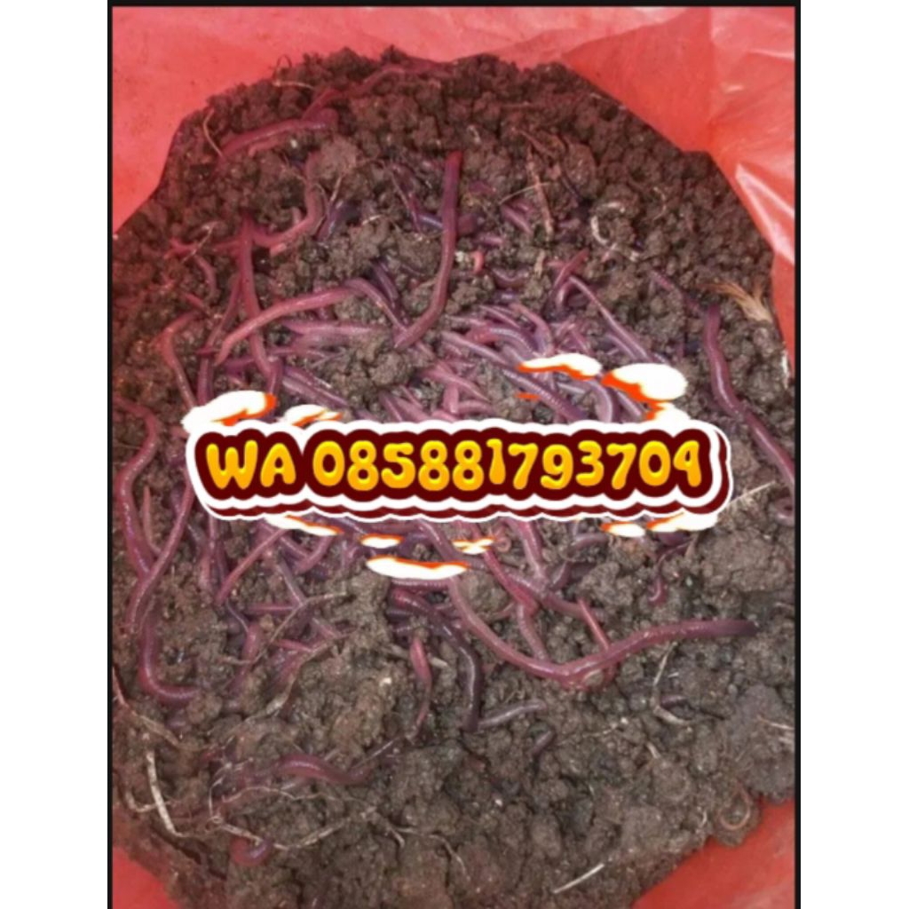 CACING MERAH ANC HIDUP CACING TANAH CACING BERKWALIAS