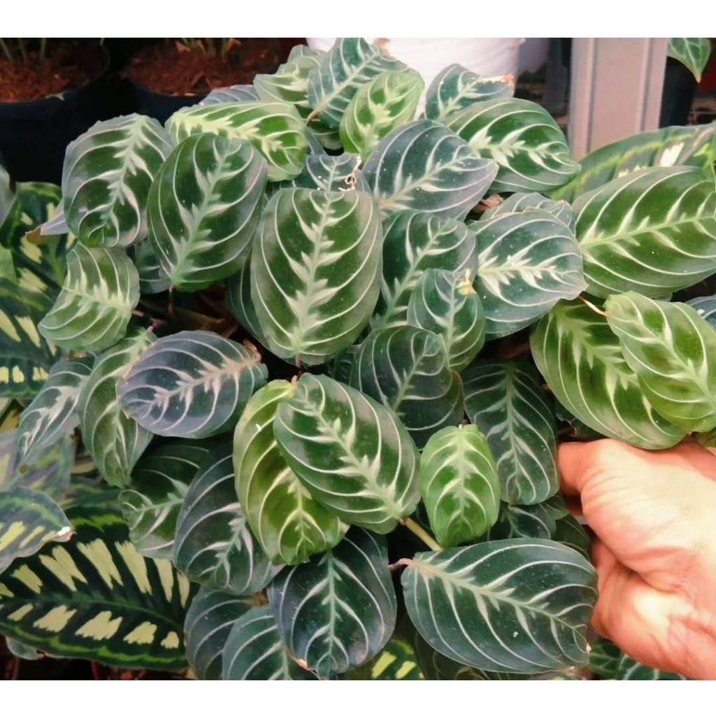 tanaman Calatea kepiting