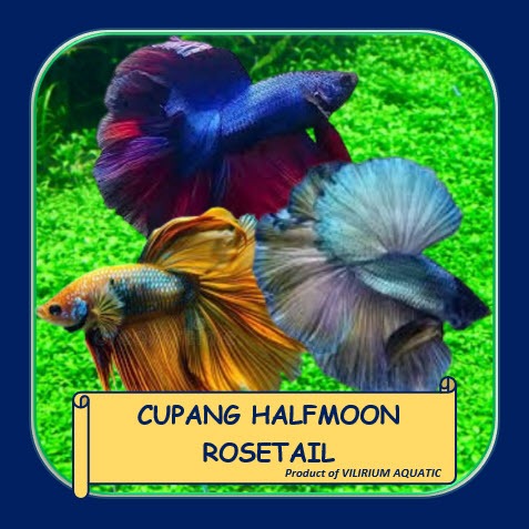 IKAN HIAS AIR TAWAR - IKAN CUPANG HALFMOON ROSETAIL