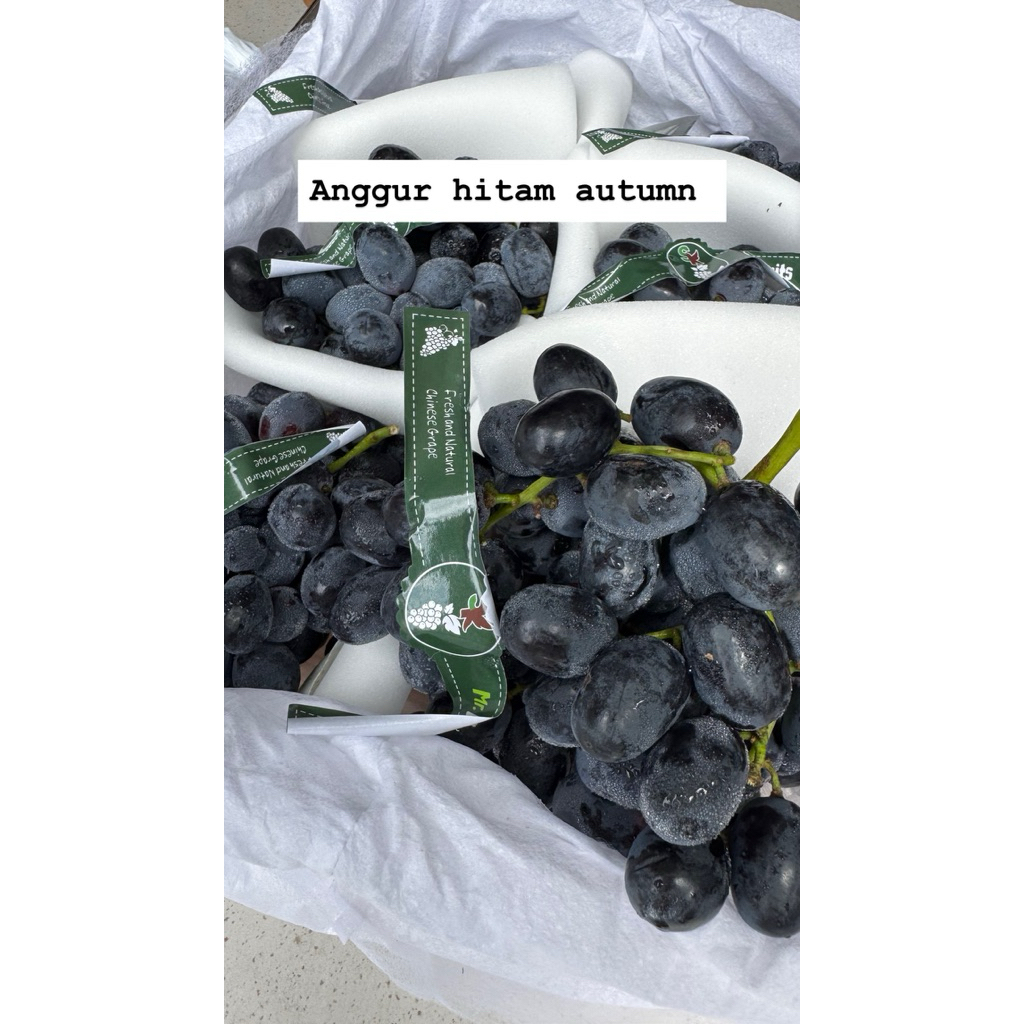

anggur hitam autumn